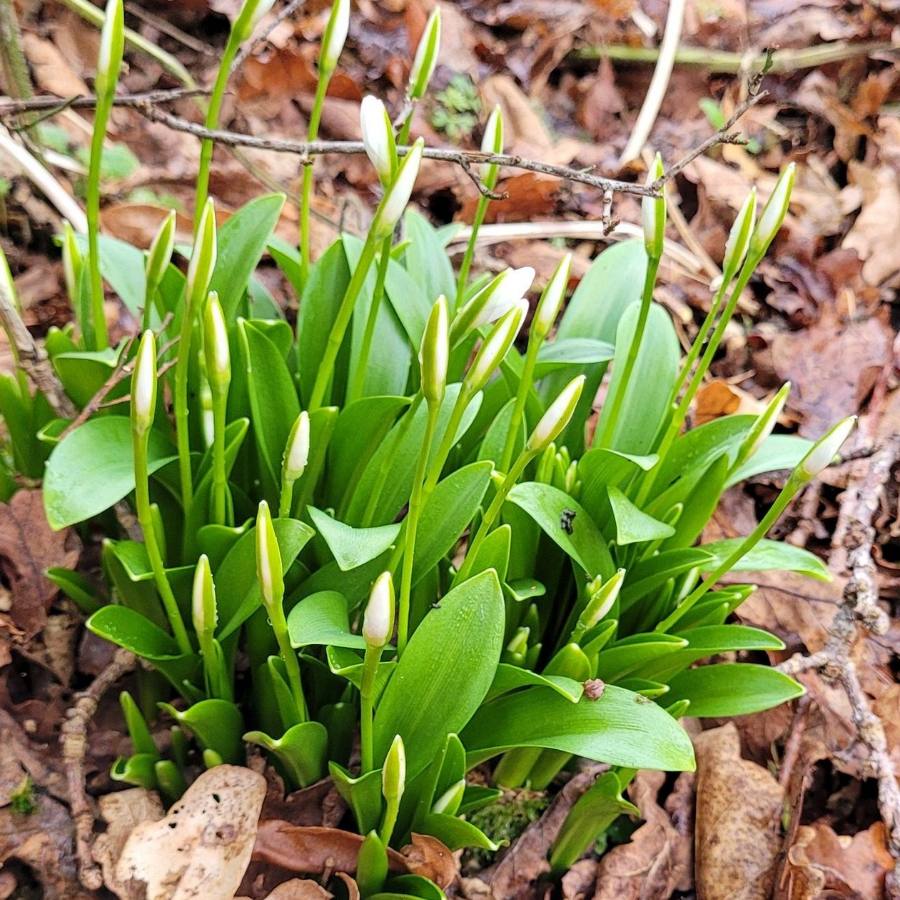Wild garlic pesto