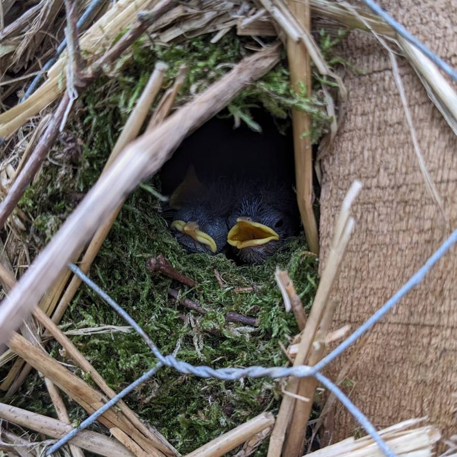 Bird nest building challenge
